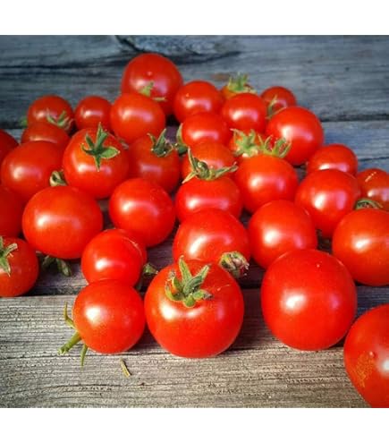 とまと様 Amazon.com : Bonsai Red Micro Dwarf Japanese Tomato Premium